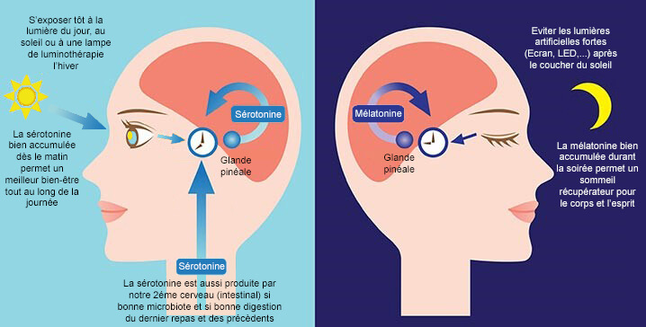 melatonine_serotonine_sommeil_soleil