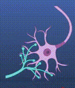neurone axone transmission 