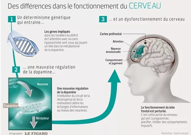 Le TDA/H chez l'adulte, apprendre à vivre sereinement avec son trouble de  l'attention